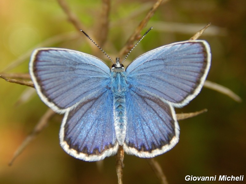 Plebejus argus